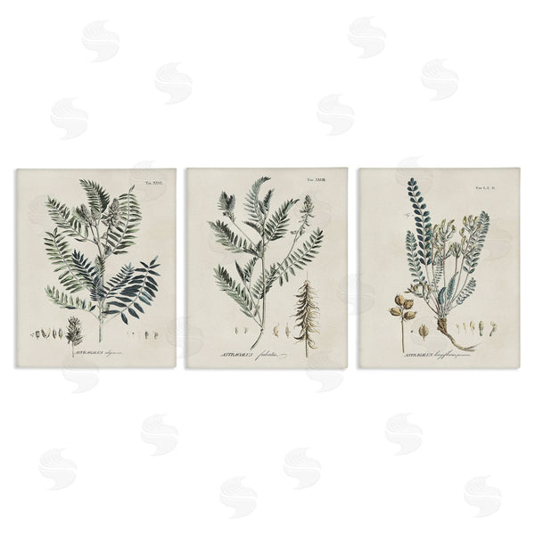 stupell industries Martini | Woodland Plant Studies Wall Art