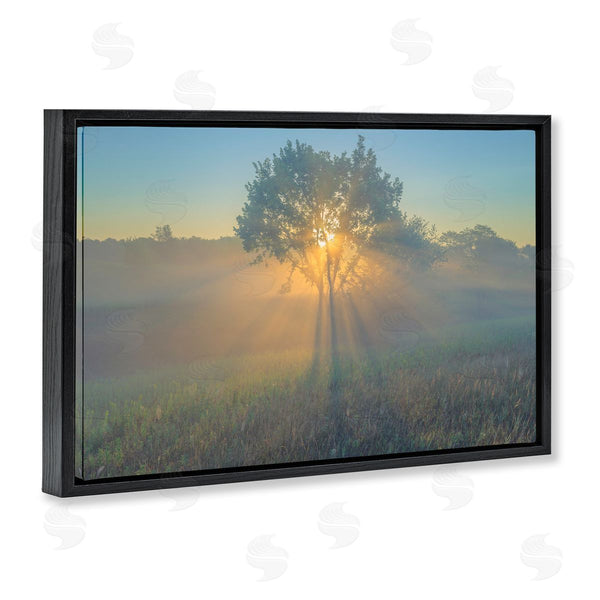 Stupell Industries Marty Hulsebos | Bright Sunlit Tree Wall Art