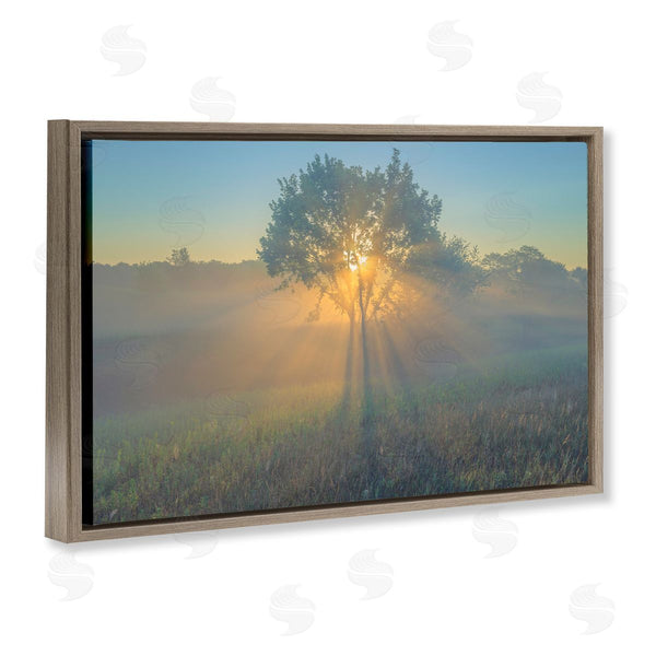 Stupell Industries Marty Hulsebos | Bright Sunlit Tree Wall Art
