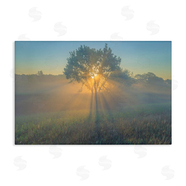 stupell industries Marty Hulsebos | Bright Sunlit Tree Wall Art
