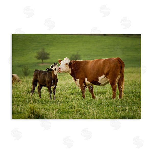 stupell industries Marty Hulsebos | Cow & Calf Preening Wall Art