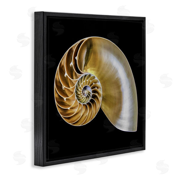 Stupell Industries Mary Lou Johnson | Tan Nautilus Shell On Black