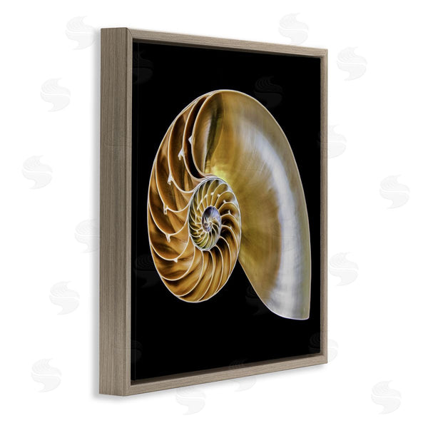 Stupell Industries Mary Lou Johnson | Tan Nautilus Shell On Black