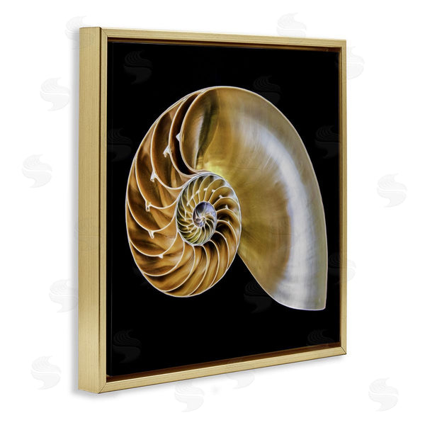 Stupell Industries Mary Lou Johnson | Tan Nautilus Shell On Black
