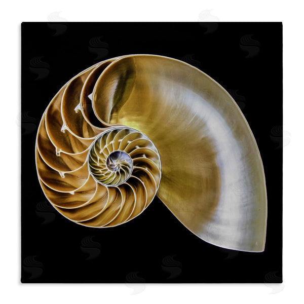 stupell industries Mary Lou Johnson | Tan Nautilus Shell on Black