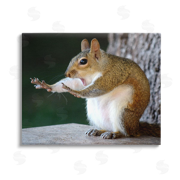 stupell industries Mary McGowan | Funny Shocked Pose Squirrel Wall Art