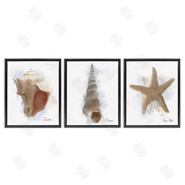 Stupell Industries Matthew Piotrowicz | Honeybloom Coastal Seashells