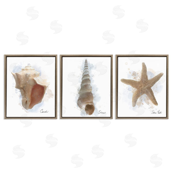 Stupell Industries Matthew Piotrowicz | Honeybloom Coastal Seashells