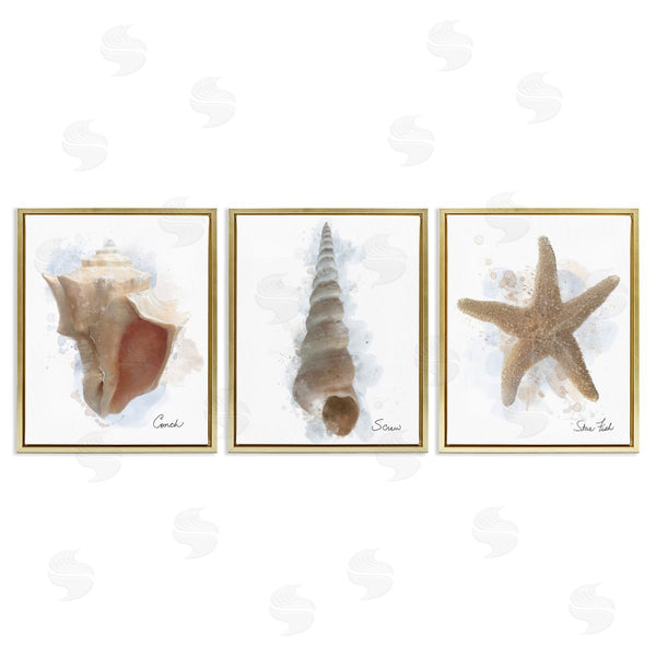 Stupell Industries Matthew Piotrowicz | Honeybloom Coastal Seashells