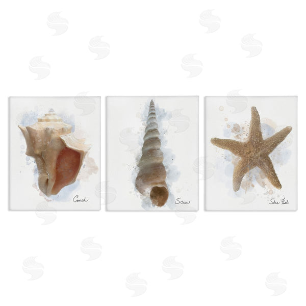 stupell industries Matthew Piotrowicz | Honeybloom Coastal Seashells