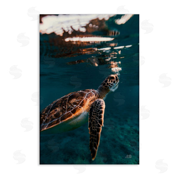 stupell industries Max Blakesberg Studios | Blowing Bubbles Turtle Wall Art