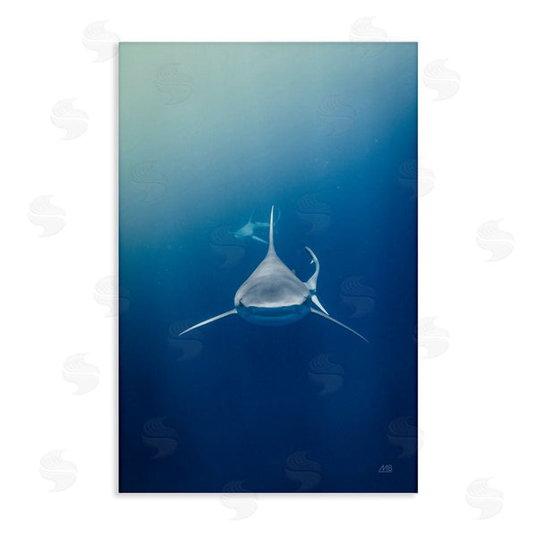 stupell industries Max Blakesberg Studios | Heads Up Shark
