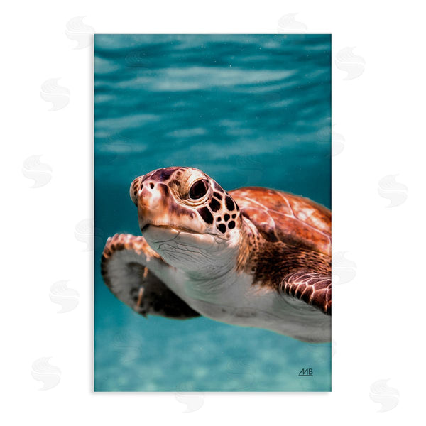 stupell industries Max Blakesberg Studios | Underwater Sea Turtle Swim Wall Art
