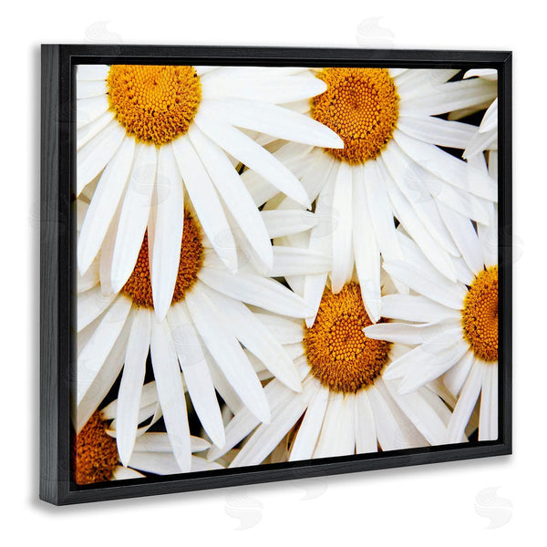 Stupell Industries Michael Broom | Blooming Daisy Florals White Petals Flower Field Photography Wall Art