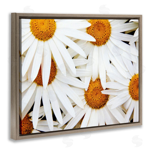 Stupell Industries Michael Broom | Blooming Daisy Florals White Petals Flower Field Photography Wall Art
