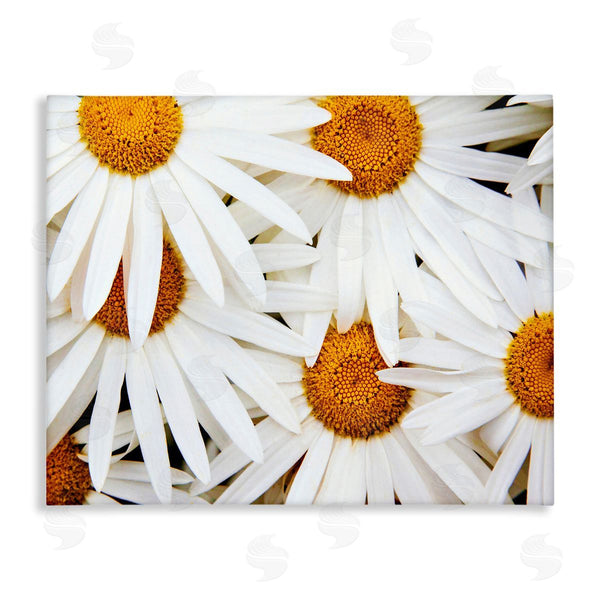 stupell industries Michael Broom | Blooming Daisy Florals White Petals Flower Field Photography Wall Art