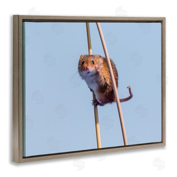 Stupell Industries Michael Erwin | Funny Balancing Mouse Wall Art