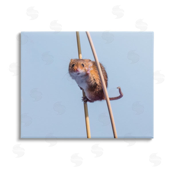stupell industries Michael Erwin | Funny Balancing Mouse Wall Art