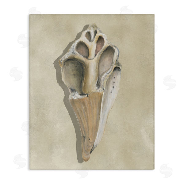 stupell industries Michael Willett | Broken Conch Shell