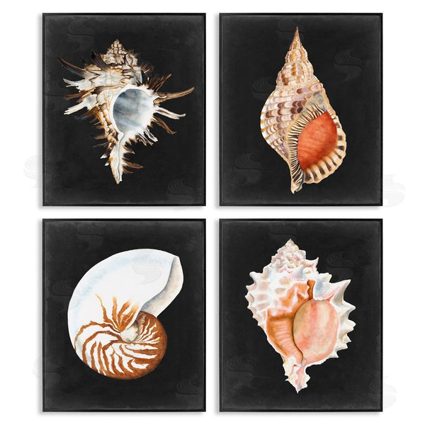 Stupell Industries Michael Willett | Sea Shell Clam Conch Collection Wall Art