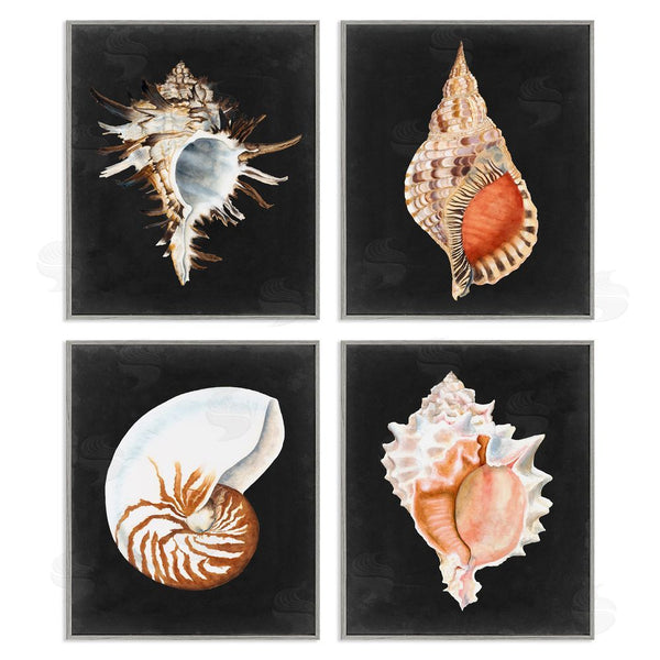 Stupell Industries Michael Willett | Sea Shell Clam Conch Collection Wall Art