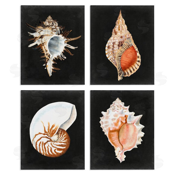 stupell industries Michael Willett | Sea Shell Clam Conch Collection Wall Art