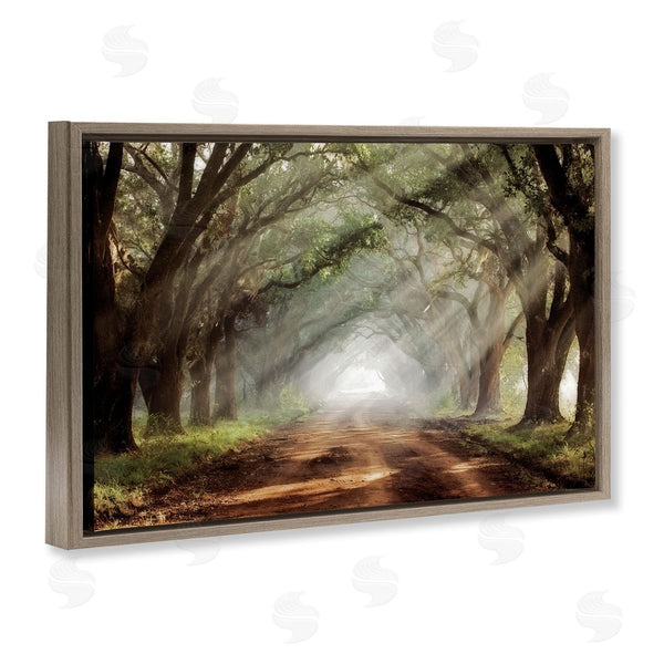 Stupell Industries Mike Jones | Sunlit Evergreen Grove