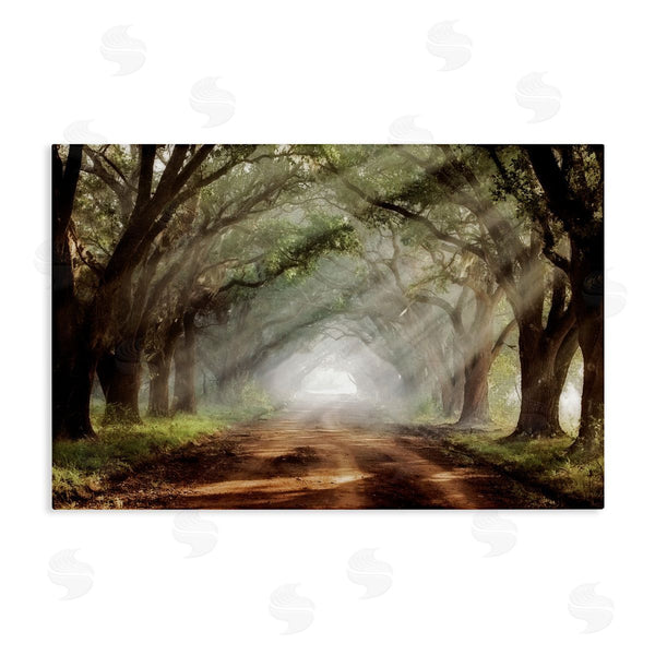 stupell industries Mike Jones | Sunlit Evergreen Grove