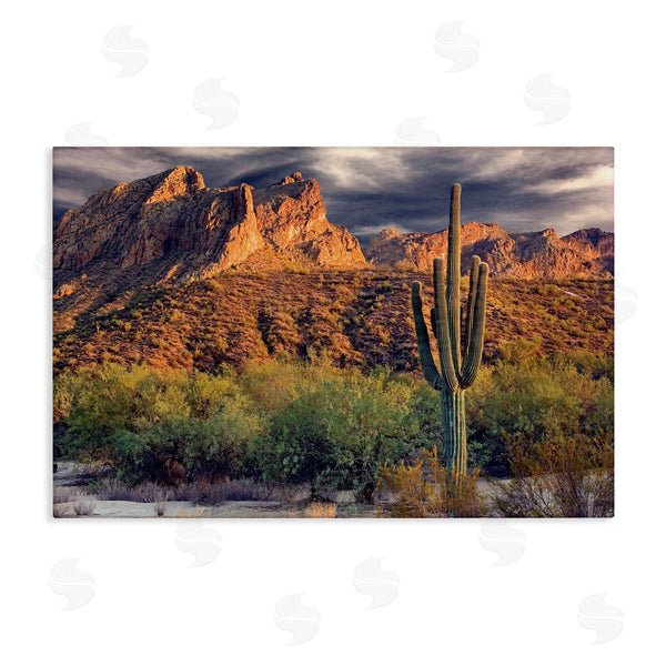 stupell industries Mike Jones | Tall And Strong Cactus View Wall Art