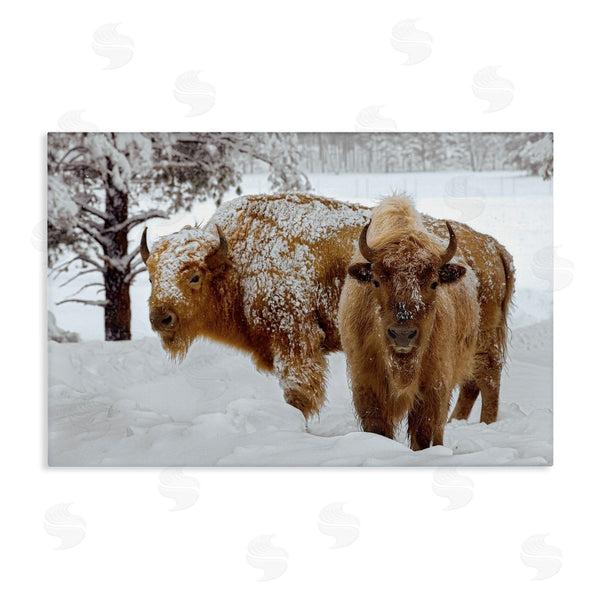 stupell industries Mike Jones | Winter White Bison Wall Art