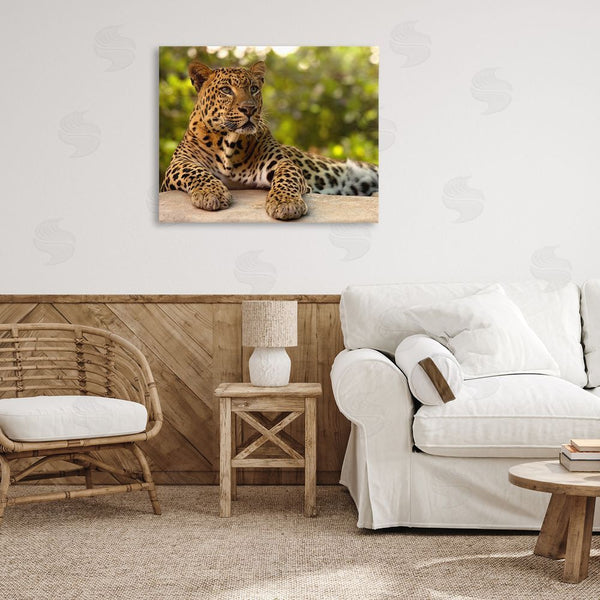 Stupell Industries MJ Photography | Leopard Gazing Relaxation Wall Art