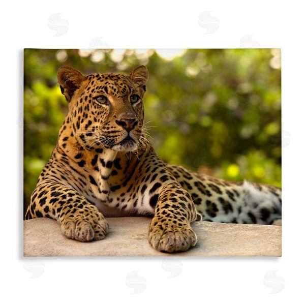 stupell industries MJ Photography | Leopard Gazing Relaxation Wall Art