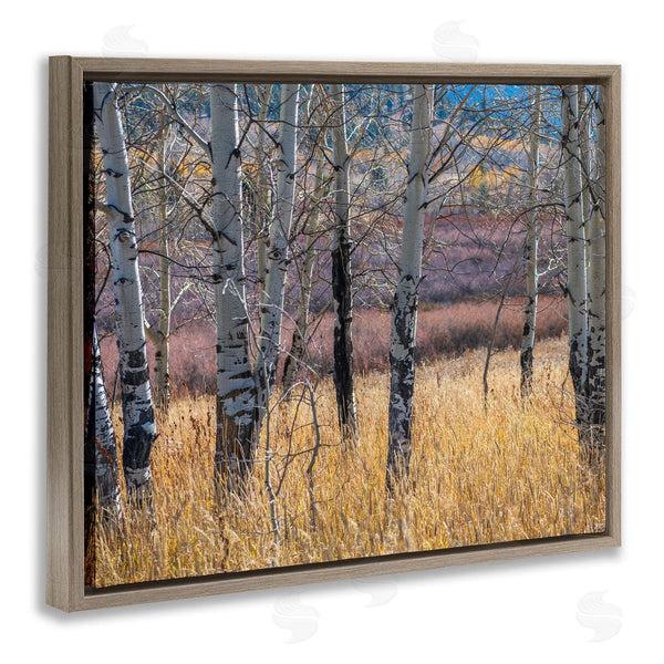 Stupell Industries Nancy Crowell | Birch Trees Photography Wall Art