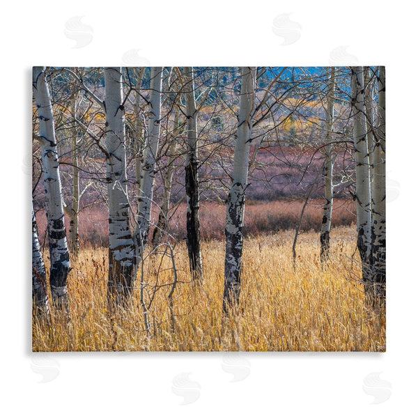 stupell industries Nancy Crowell | Birch Trees Photography Wall Art