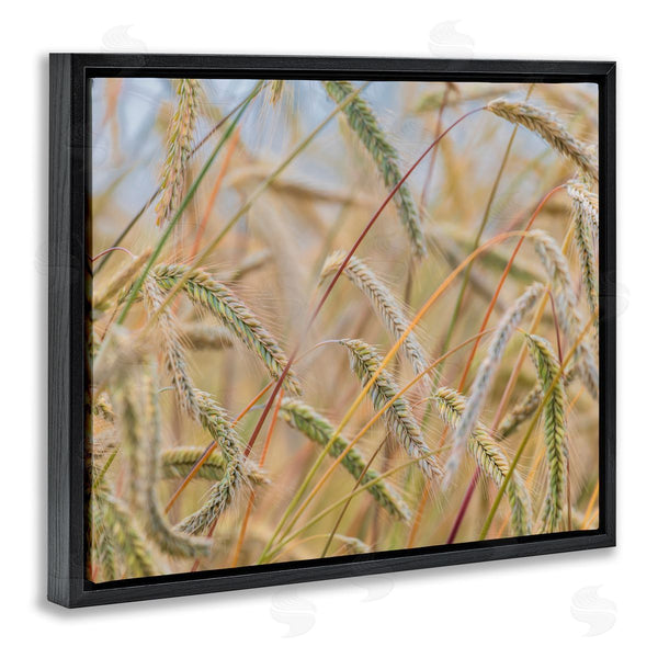 Stupell Industries Nancy Crowell | Country Wheat Photography Wall Art