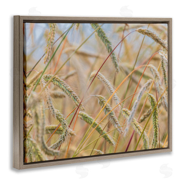 Stupell Industries Nancy Crowell | Country Wheat Photography Wall Art