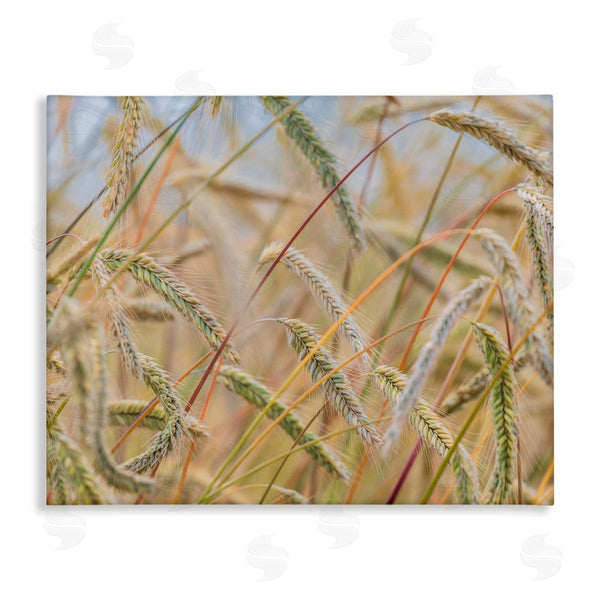stupell industries Nancy Crowell | Country Wheat Photography Wall Art