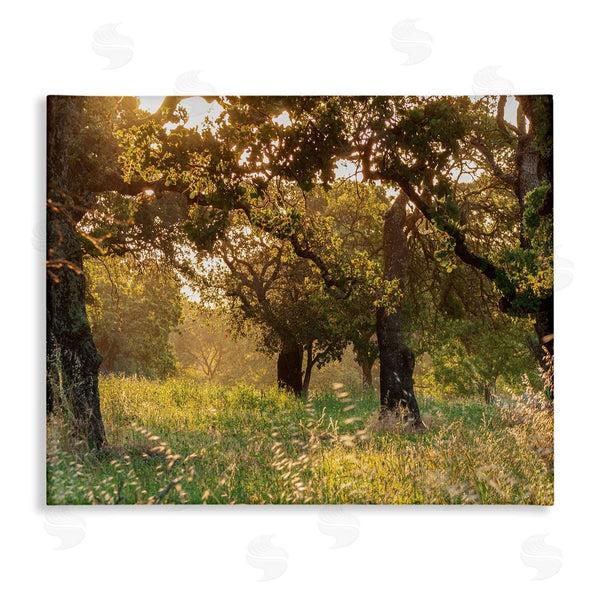 stupell industries Nancy Crowell | Summer Sunlight Forest Trees Wild Tall Grass Wall Art