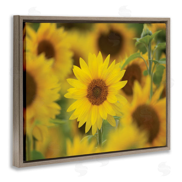 Stupell Industries Nancy Crowell | Yellow Sunflower Nursery Field Directed Focus Wall Art