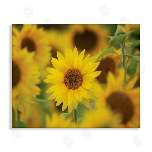 stupell industries Nancy Crowell | Yellow Sunflower Nursery Field Directed Focus Wall Art