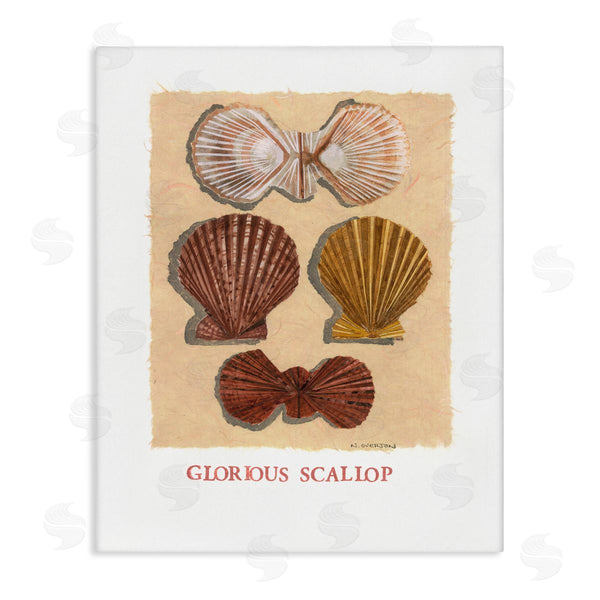 stupell industries Nancy Overton | Glorious Scallop Shells