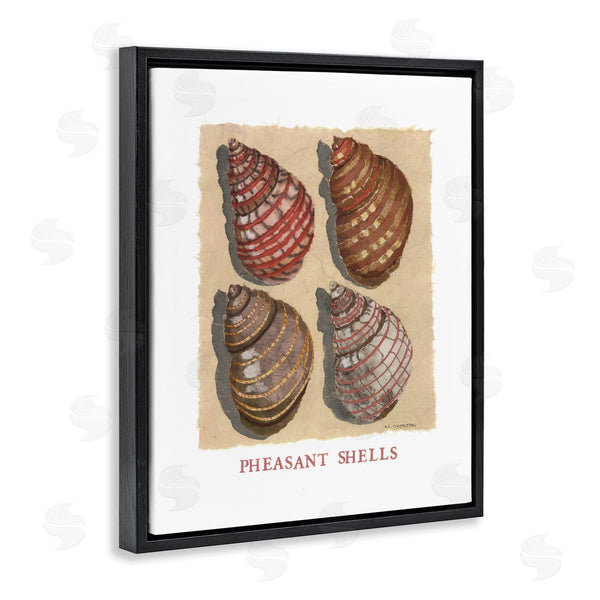 Stupell Industries Nancy Overton | Nautical Pheasant Shells