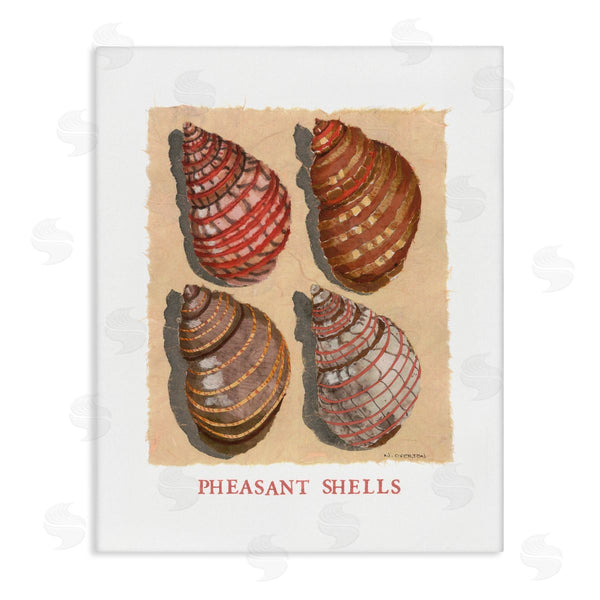 stupell industries Nancy Overton | Nautical Pheasant Shells