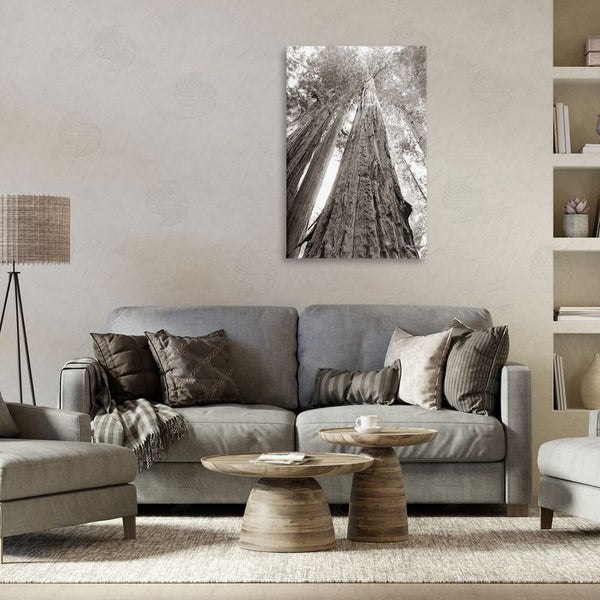 Stupell Industries Nathan Larson | Ancient Redwood Forest Wall Art