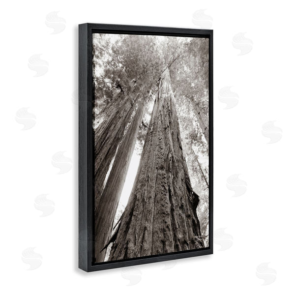 Stupell Industries Nathan Larson | Ancient Redwood Forest Wall Art