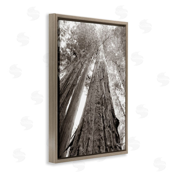 Stupell Industries Nathan Larson | Ancient Redwood Forest Wall Art