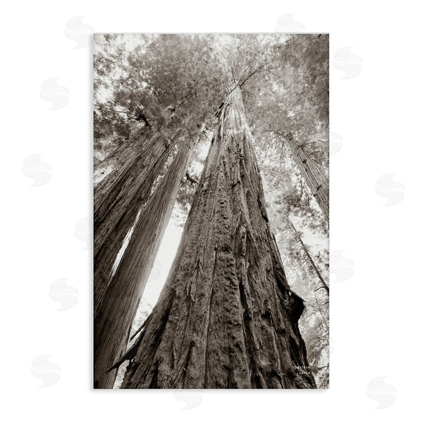 stupell industries Nathan Larson | Ancient Redwood Forest Wall Art