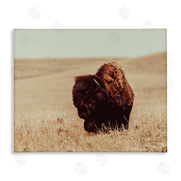 stupell industries Nathan Larson | Bison Grazing Tall Grass