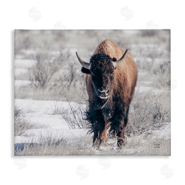 stupell industries Nathan Larson | Bison in Rural Snow Scene Wall Art