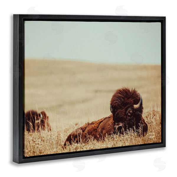Stupell Industries Nathan Larson | Bison Relaxing In Field Wall Art
